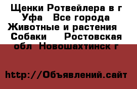 Щенки Ротвейлера в г.Уфа - Все города Животные и растения » Собаки   . Ростовская обл.,Новошахтинск г.